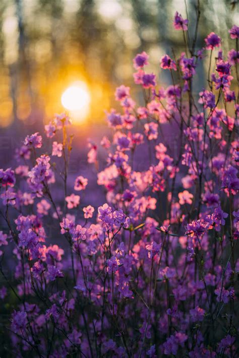 Pink Wildflowers At Sunset Stock Photo