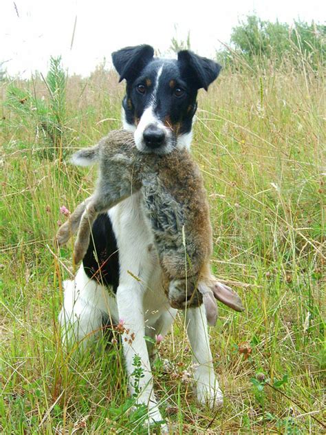 Hunderassenliste — die liste der haushunde zeigt geläufige und weniger geläufige namen von rassen und rassehybriden. Foxterrier Glatthaar - VDH Landesverband Hessen e.V.