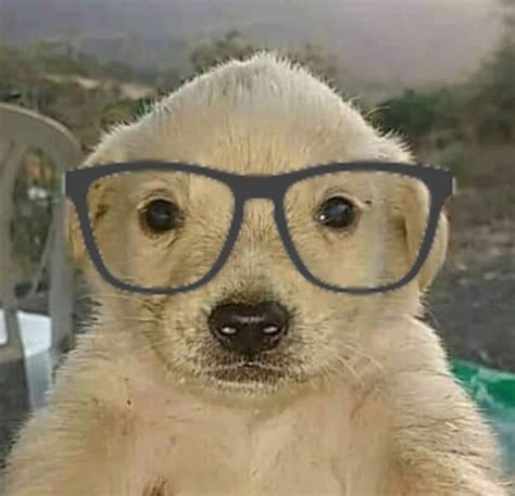 A Dog With Glasses On Its Face