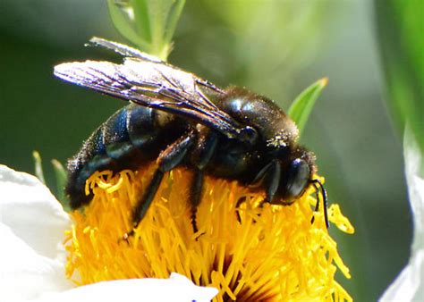 California Carpenter Bee Xylocopa Californica