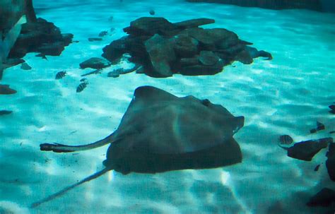 Meet Stingrays Sea Life London Aquarium