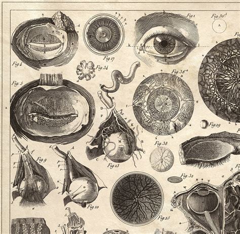 Vintage Anatomy Eye Diagram Optometry Print