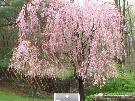 In The Garden With Ni Weeping Cherry Tree