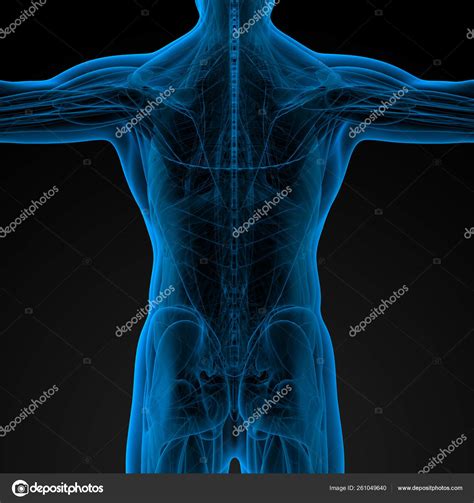 Render Illustration Human Anatomy Back View Stock Photo By ©yayimages