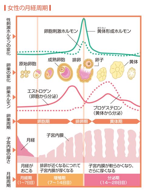 受精と排卵のメカニズム からだと病気のしくみ図鑑 Goo辞書