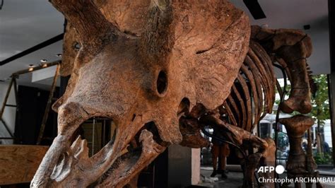 66 Million Year Old Dinosaur Skeleton Of Worlds Biggest Triceratops Is