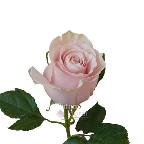 Pink Mondial Rose 60 Cm Potomac Floral Wholesale