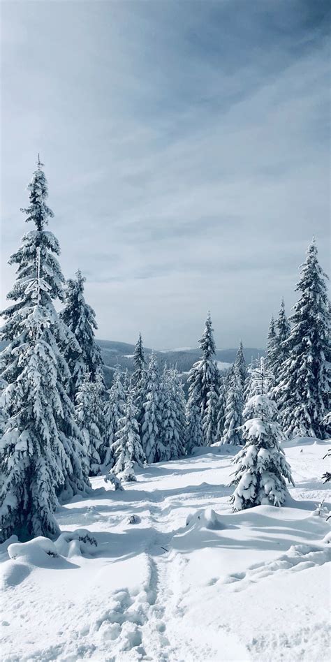 Download Winter Pine Trees Nature Landscape Tree 1080x2160