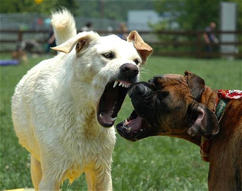 Pelas De Perros Cancitos