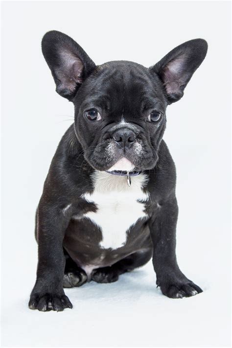 Chicago — approximately 20 dogs were discovered and removed from a warehouse late last month at o'hare international airport, according to the chicago french bulldog rescue. Indiana Bulldog Rescue | Foster | Adopt | Sponsor | Donate