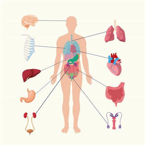 Human Anatomy Chart Organs Pics Illustrations Royalty Free Vector