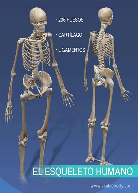 Aprenda Anatomía Del Esqueleto Reseña General Del Esqueleto