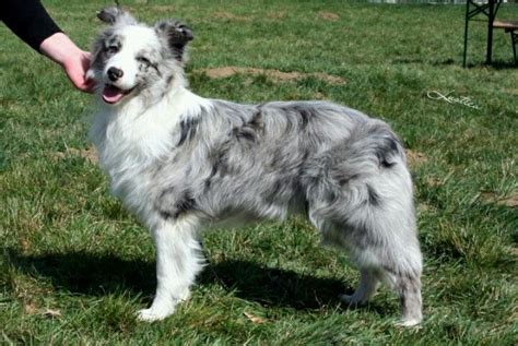 Use the search tool below and browse adoptable border collies! Blue merle border collie | Perros bonitos, Perros, Border ...