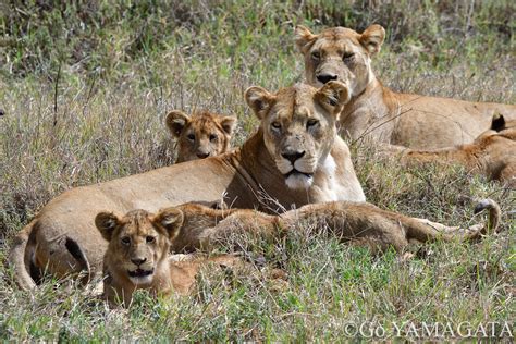 ライオンの親子 アフリカ旅行の道祖神ブログ