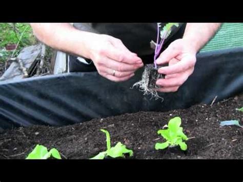 Falls sie glauben, dass im winter kein salat wächst, irren sie sich. Salat- und Kohlrabipflänzchen setzen - YouTube