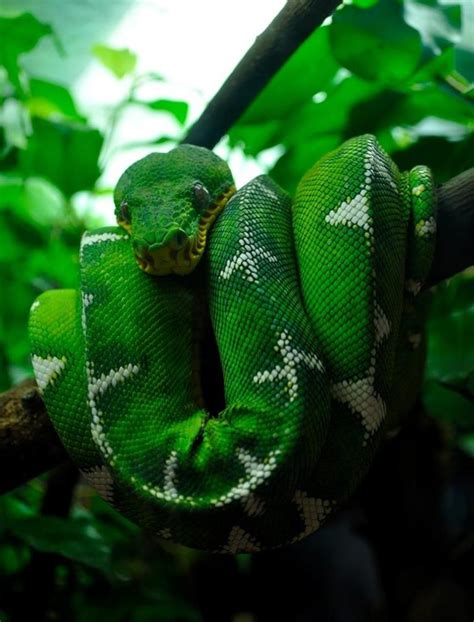 Emerald Tree Boa Reptiles Pinterest