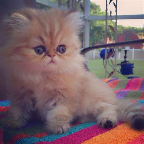 158 Besten Teacup Persian Kittens For Sale Bilder Auf