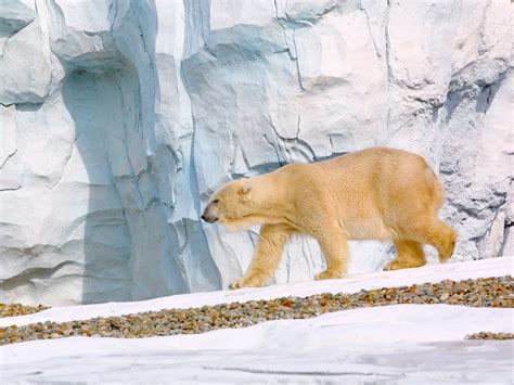Female Polar Bear Killed During Breeding At Detroit Zoo The Independent