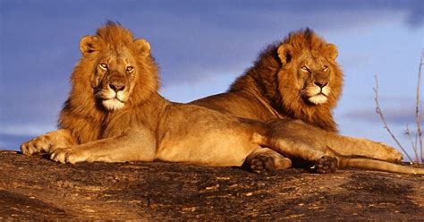 Reino Animal Tudo Sobre Os Leões
