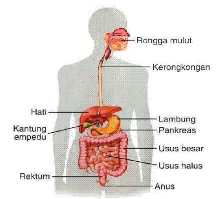Organ Organ Penyusun Sistem Pencernaan Manusia Red Pdf