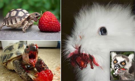 Who Knew That Cute Animals Eating Berries Could Look So Terrifying