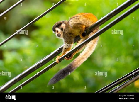 Central American Squirrel Monkey Saimiri Oerstedii Walking On A Rope