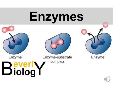 Enzymes And Catalysts Youtube