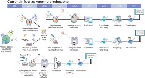 Mrna vaccines have to potential to end the covid19 pandemic. Better influenza vaccines: an industry perspective ...