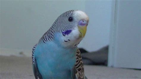 Unnamed Budgies Chirping Singing Very Loud Audio Only