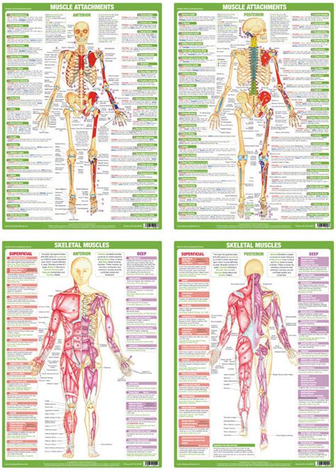 Printable Muscle Anatomy Chart 14 Best Images Of Muscle Labeling