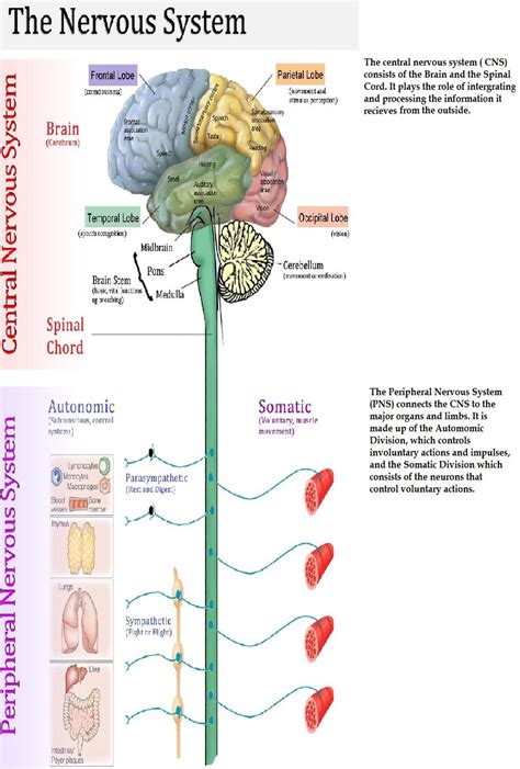 The nervous system is mainly divided into central nervous system, peripheral nervous system and autonomic nervous system. Central Nervous System Quotes. QuotesGram