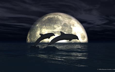 Dolphins Jumping In The Moonlight Dolphins Animals Dolphin Images