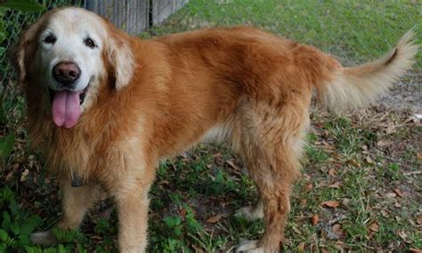 Land O Lakesfl Beautiful Senior Golden Retriver Needs Commitment