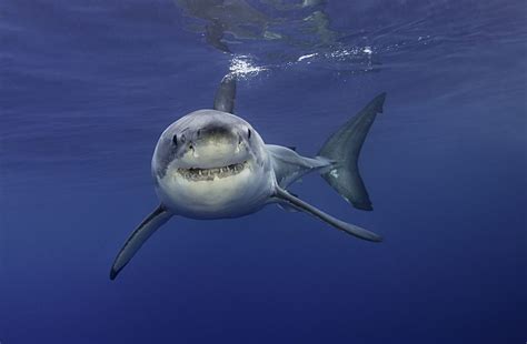 Great White Sharks Gather In Droves In The Middle Of Nowhere But Why