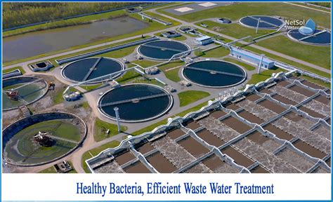 What Is The Role Of Microbes In Waste Water Treatment