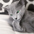 網瘋傳超上鏡「俄羅斯藍貓」 迷幻瞳孔「人類秒被馴服」網：根本是《貓的報恩》男爵！ | TEEPR 亮新聞