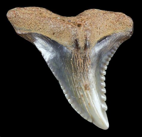 105 Hemipristis Shark Tooth Fossil Virginia For Sale 52050
