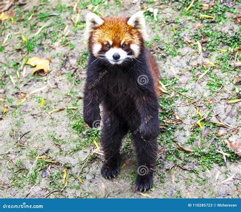 Red Panda Red Panda Stands On Its Hind Legsred Panda Closeup Stock