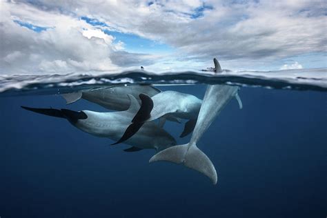 Pod Of Dolphin At The Surface Photograph By Barathieu Gabriel Fine