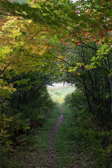 Narrow Path Through Thick Woods Free Nature Stock