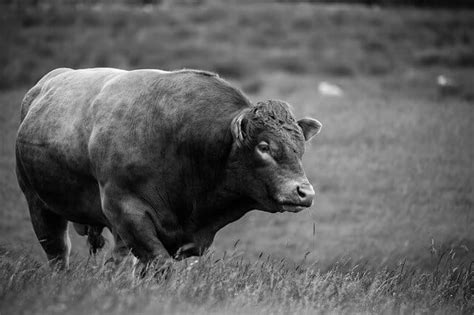All of the costs and considerations listed will apply to any beef animal you have butchered, steers, heifers, older brood cows, doesn't matter. How Much Does A Cow Cost In 2021?