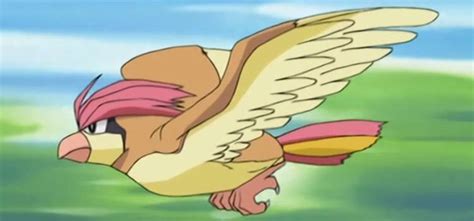 Pidgeotto Pokémon How To Catch Moves Pokedex And More