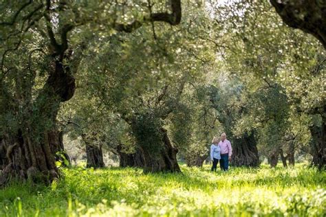 An Olive Grove With Ancient Olive Trees Kyklopas