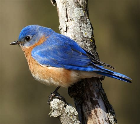 Birds Of The World Eastern Bluebird