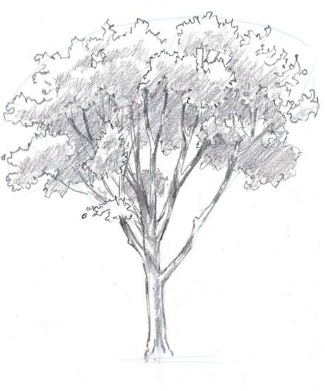Easy Simple Pencil Tree Drawing Untitled Tree Drawings Pencil Tree