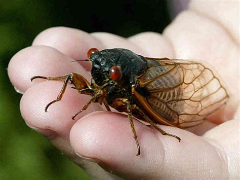 The life cycle of cicadas is a mystery to entomologists. The Cicadas Are Coming! Crowdsourcing An Underground ...