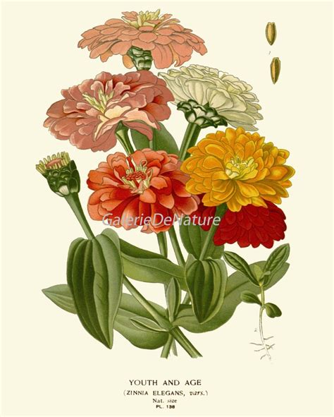 Botanical Print Flower Art S72 4x6 5x7 8x10 11x14 Beautiful Etsy