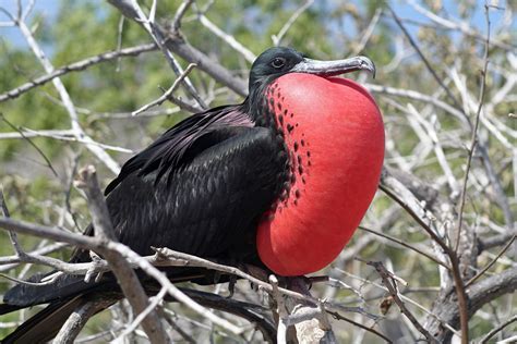 Magnificent Frigatebirds Not In The Galapagos