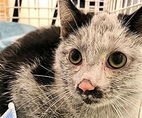 Firefighters Save Kittens In Blaze Using Oxygen Masks Uk News