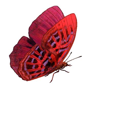 Pink Butterfly Animated Pictures
